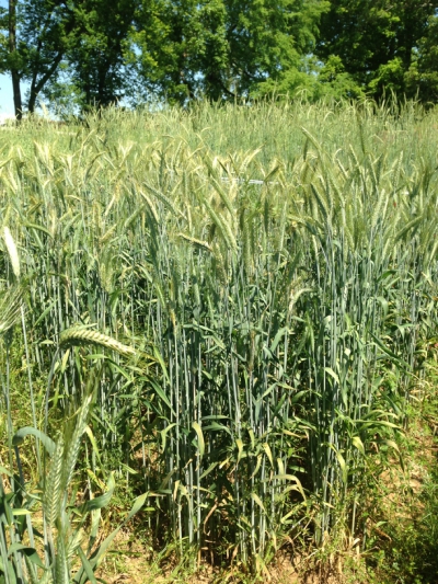 triticale-at-harvest
