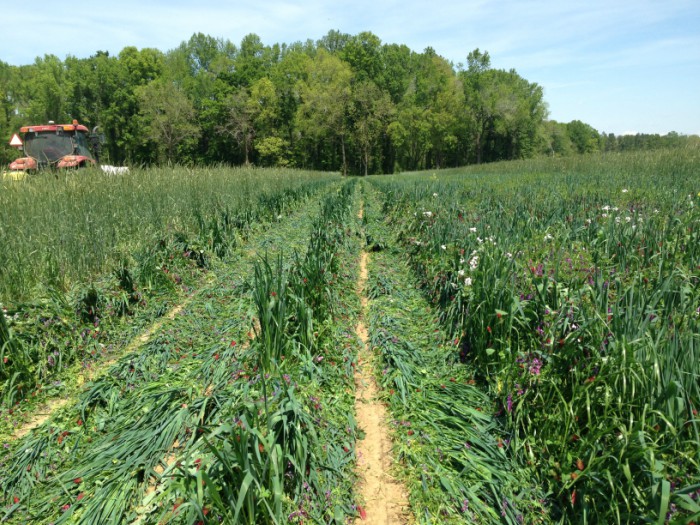 Spring Mix, Cover Crop Seed