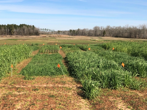 seeding trial