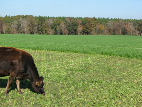 cow grazing fresh grass