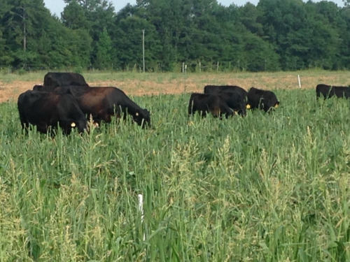 cows in the summer