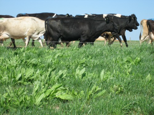 cows-grazing